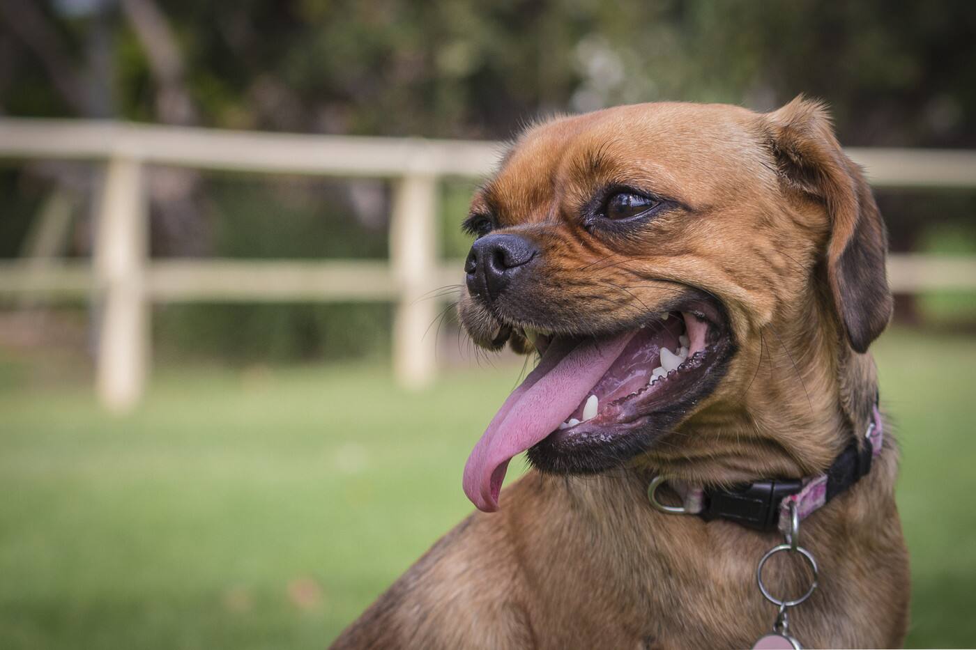 Smiles And Paws - Cover photo