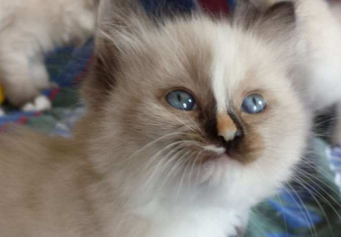 Soft Kitty Cattery - Logo