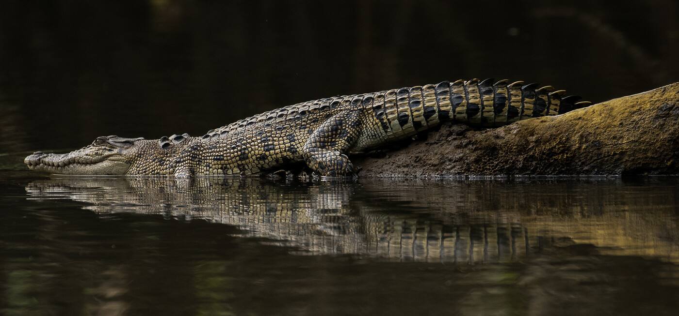 Solar Whisper Wildlife Cruises - Cover photo
