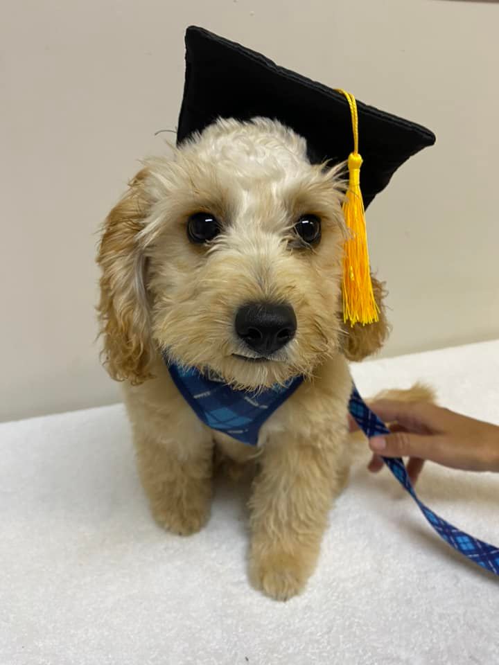 South Coast Veterinary Hospital - Cover photo