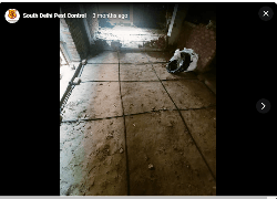 South Delhi Pest Control - Logo