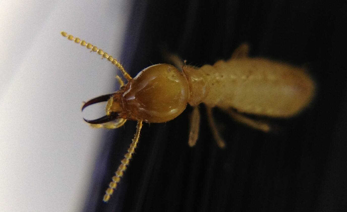 Specialist Termite Control - Cover photo