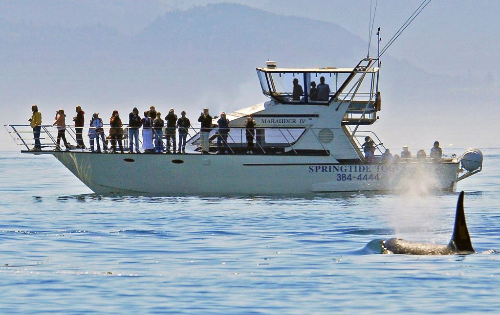 Springtide Whale Watching - Logo