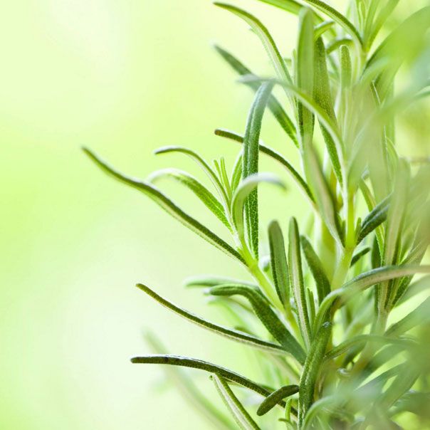 Sri Ayurveda - Cover photo