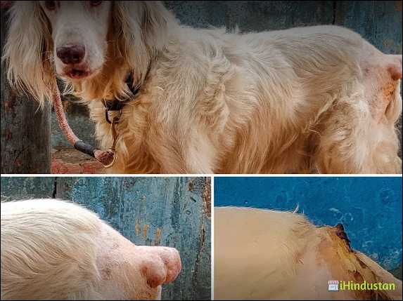 SRI VENKATESHWARA PET CLINIC - Logo