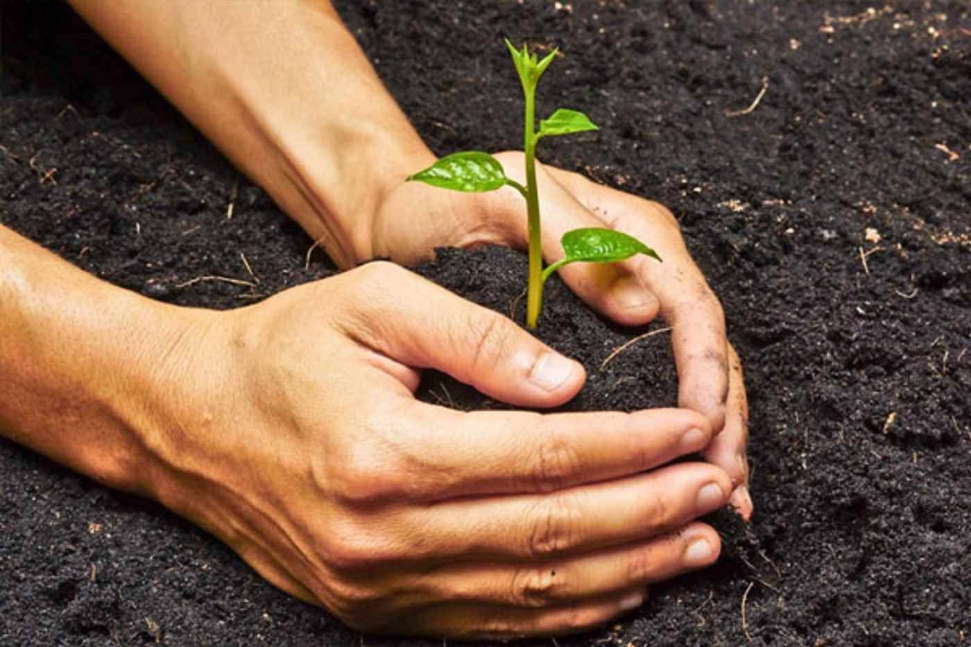 Ss Vermicompost Industry - Cover photo