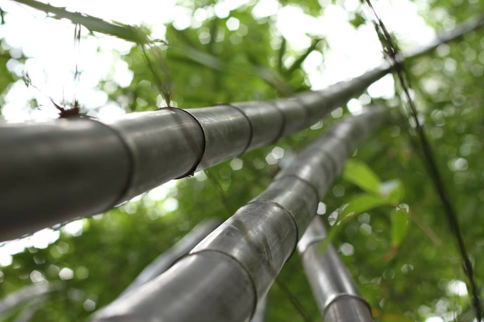 Steve Smith Tree Felling - Cover photo