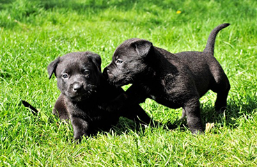 Sugarland Animal Hospital - Cover photo