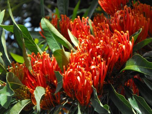 Summerland Garden Centre - Cover photo