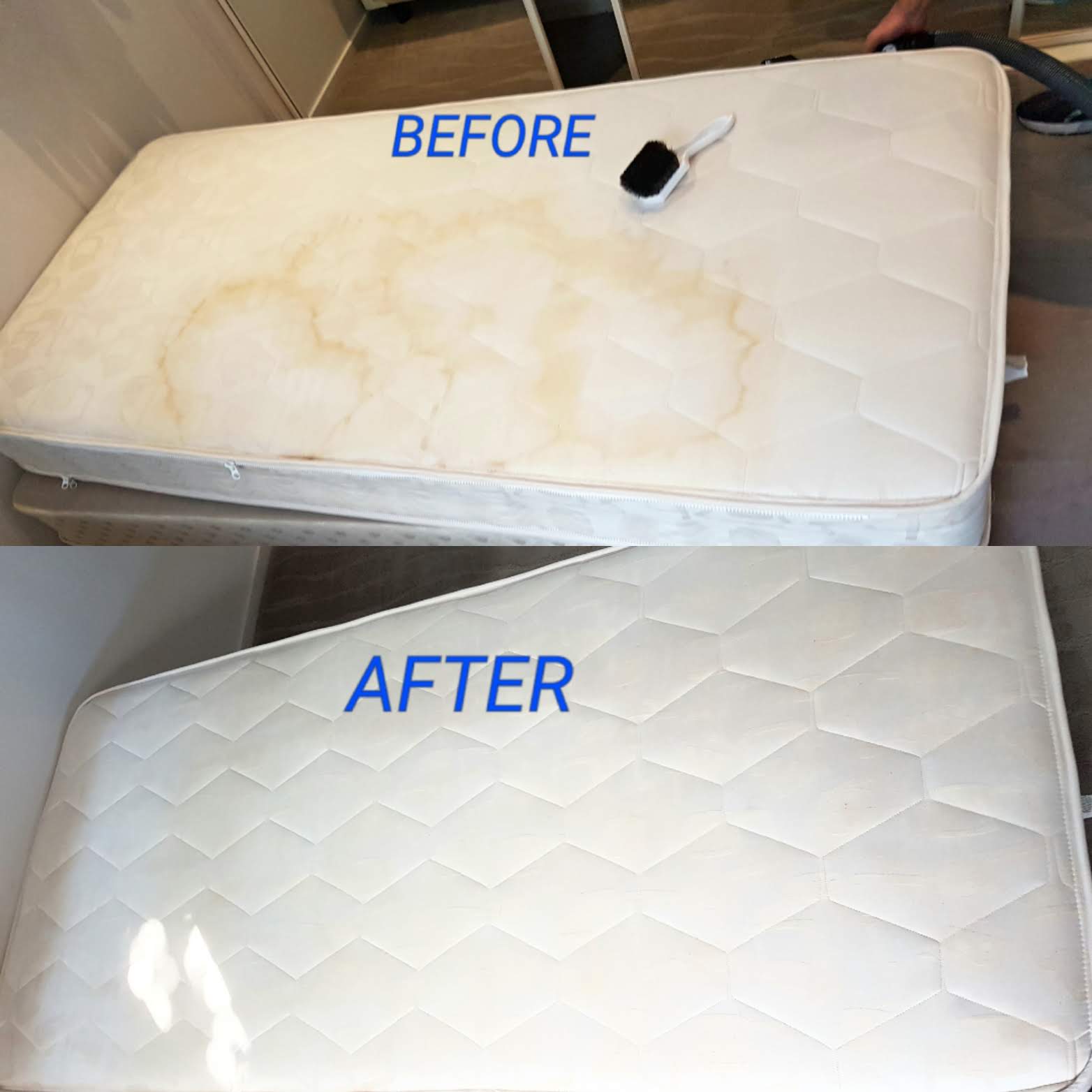 Suncoast Supreme Carpet Cleaning - Logo