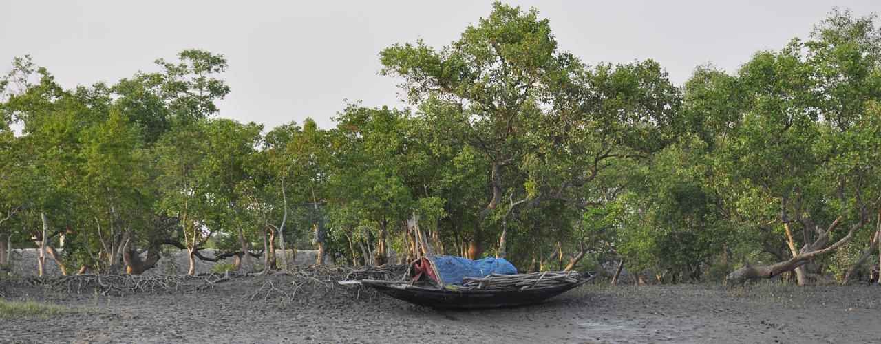 Sundarban Tiger View Point - Cover photo
