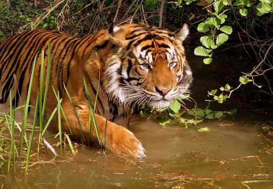 Sundarban Tour Packages - Cover photo