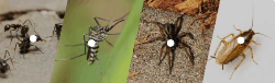 Sunita pest control - Logo