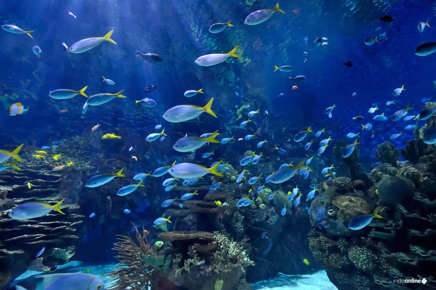Sunny Aquariums - Cover photo