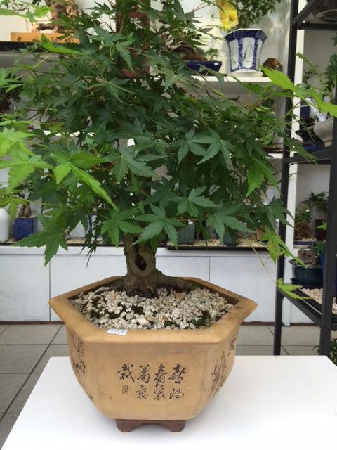 Sunny Bonsai Store - Logo