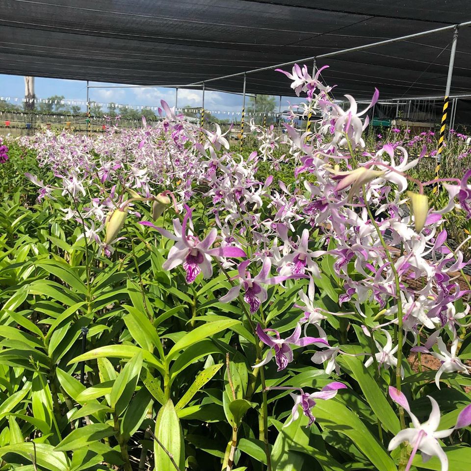 Sunnyview Orchids - Cover photo