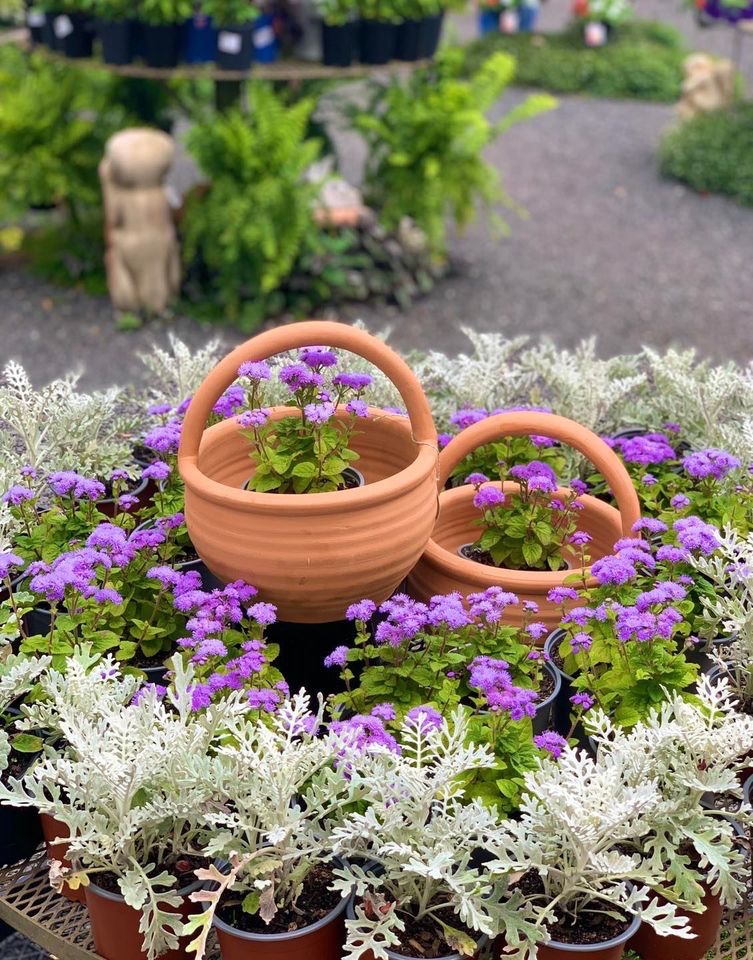 Sunrise Nursery - Cover photo