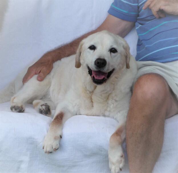Sunset Home Veterinary Care - Cover photo