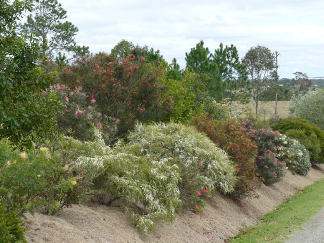 Sunshine Coast Native Landscapes - Logo