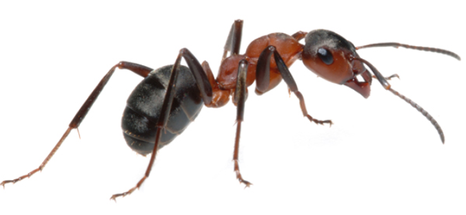 Superior Termite & Pest - Cover photo