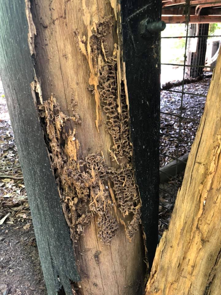 Suresafe Pest Management - Cover photo