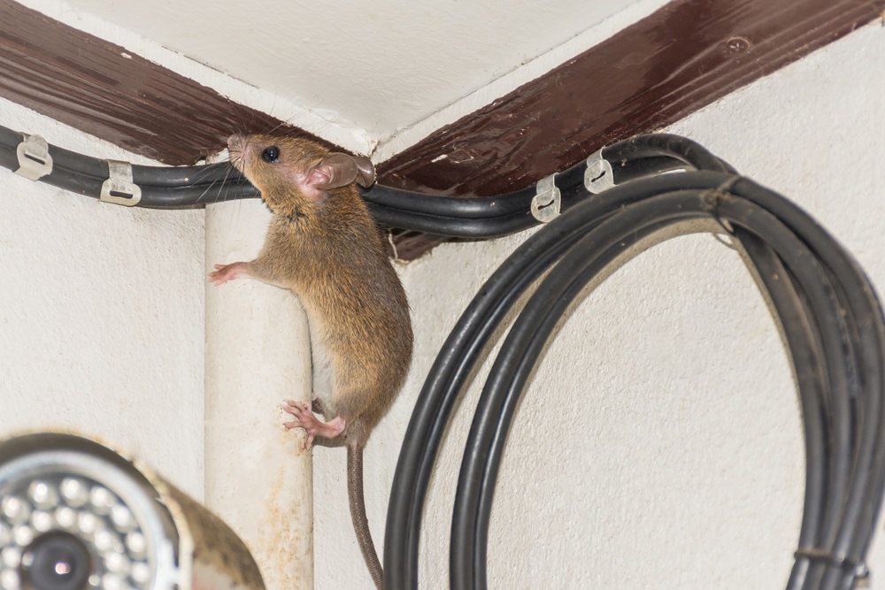 Swift Pest Control - Cover photo