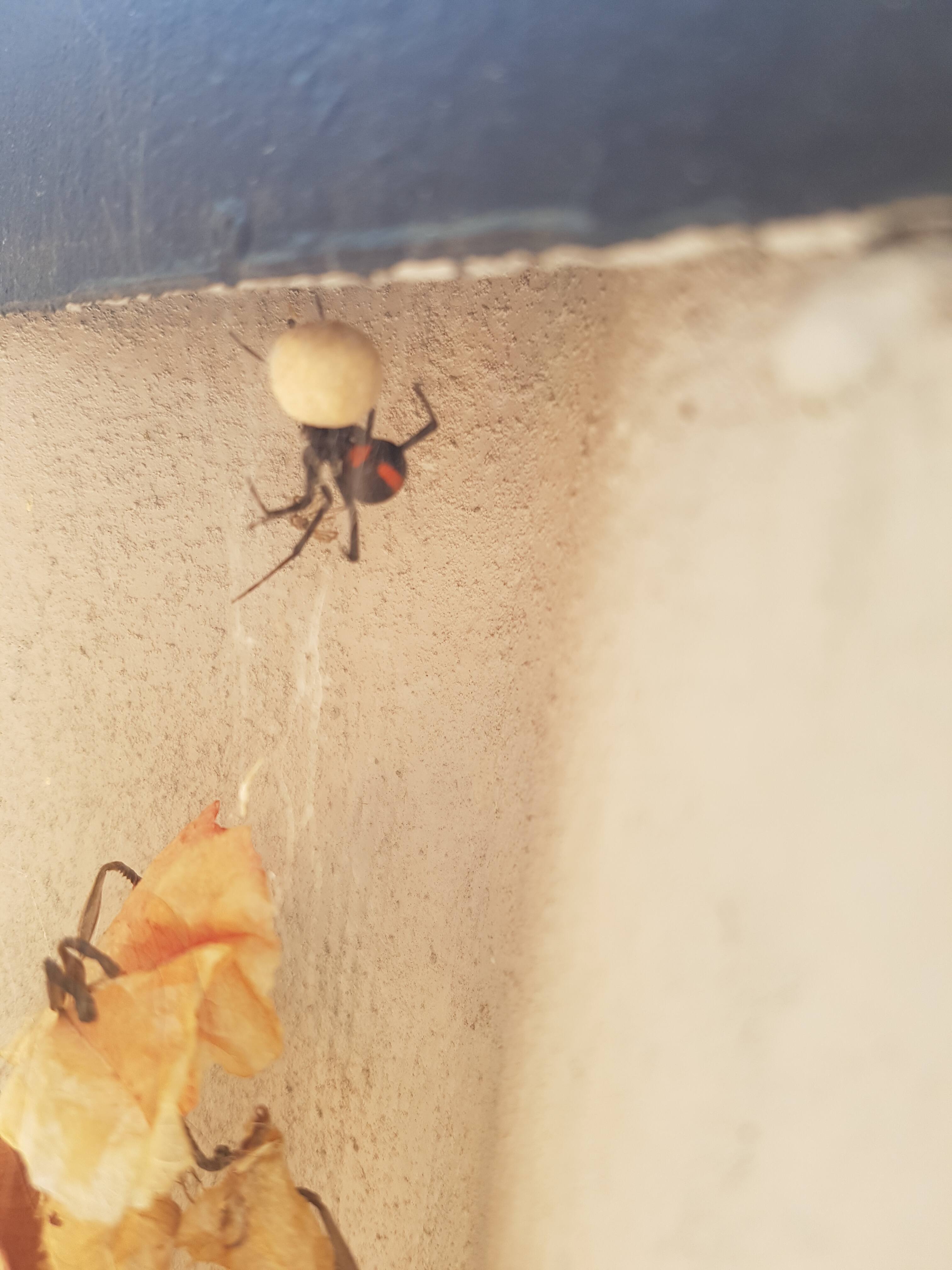 Syd Pest Control - Cover photo
