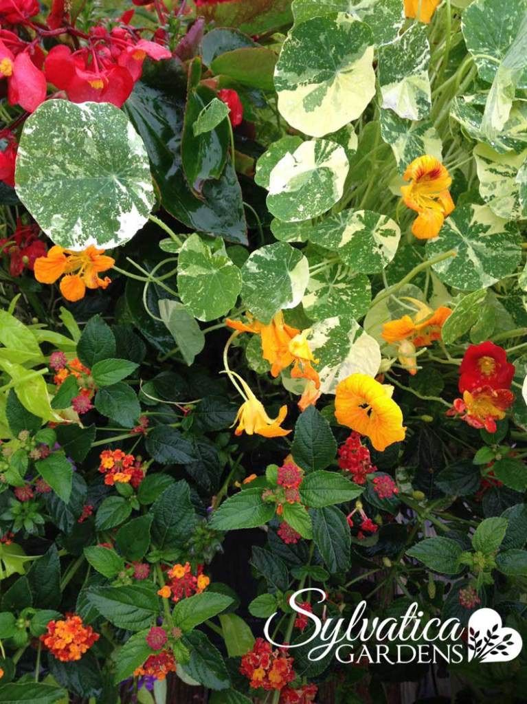 Sylvatica Gardens - Cover photo