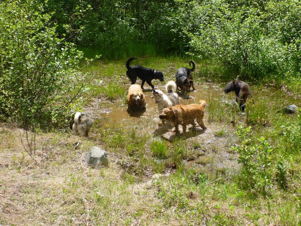 Tag Along Dog Kennel &a; Training - Cover photo