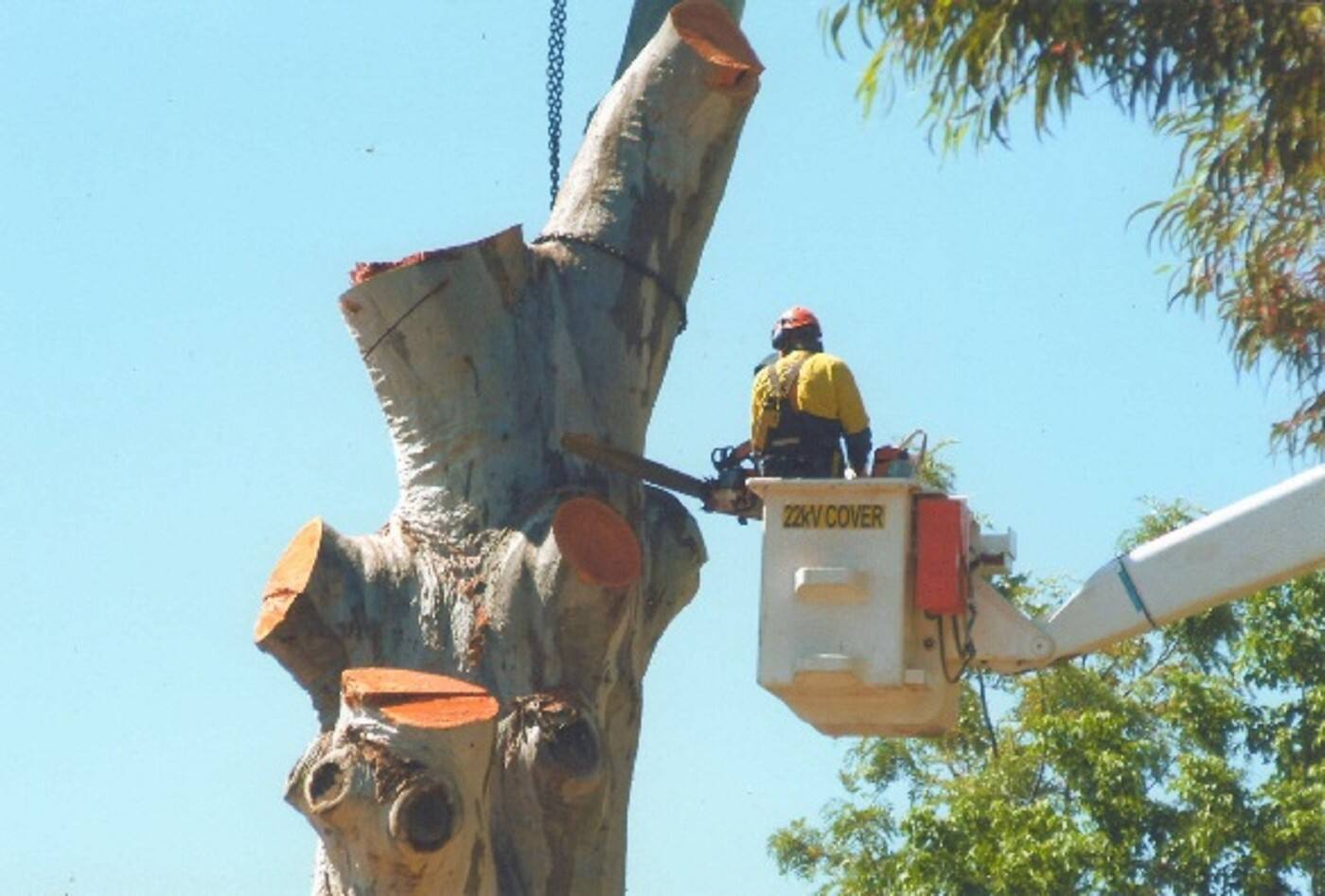 Taking Care Of Trees - Cover photo