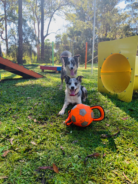 Taree Kennels & Cattery - Logo