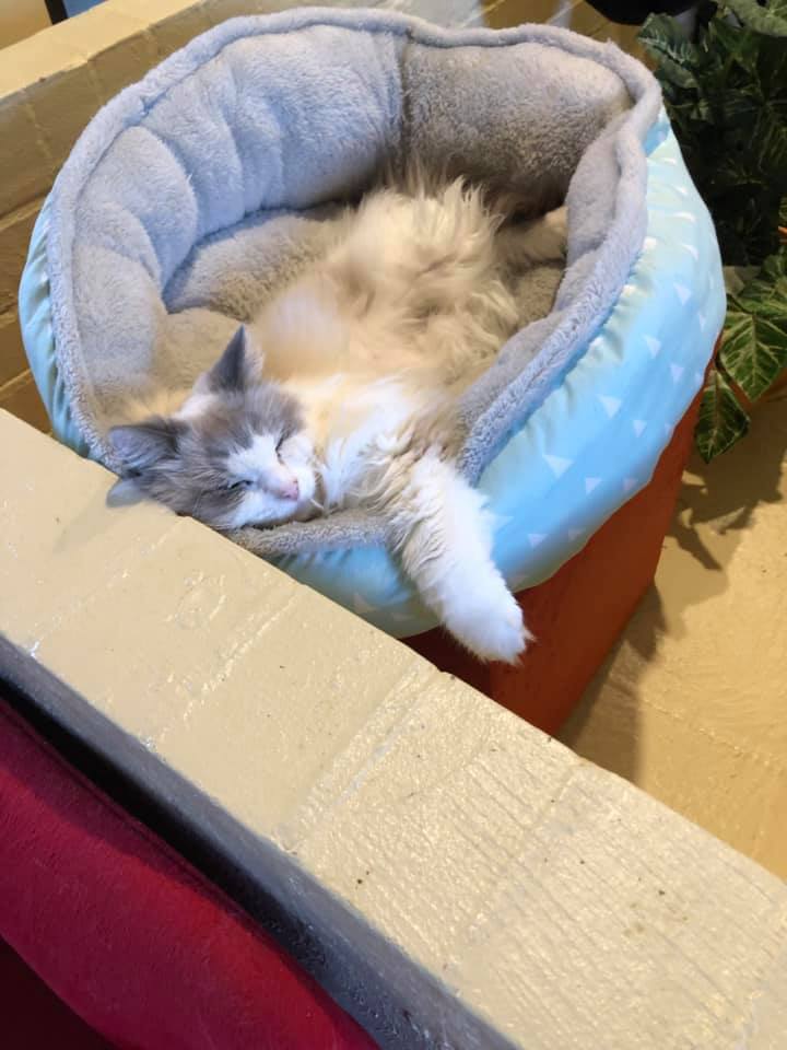 Tarraray Pet Retreat - Cover photo