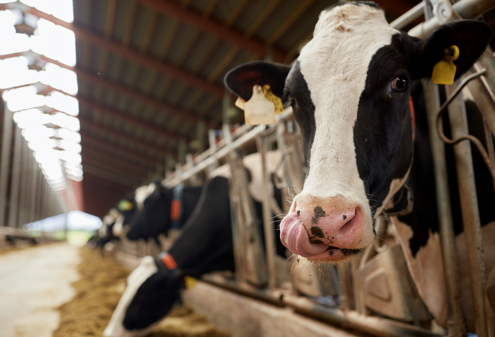 Tassell Livestock Transport - Logo