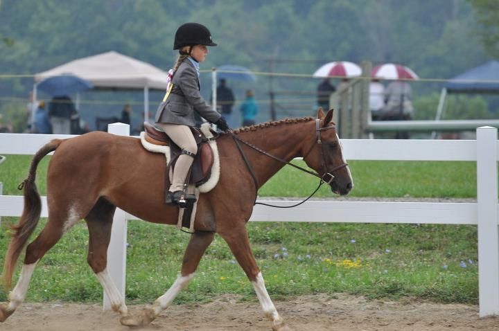 Taymor Farms - English Horseback Riding Lessons - Cover photo