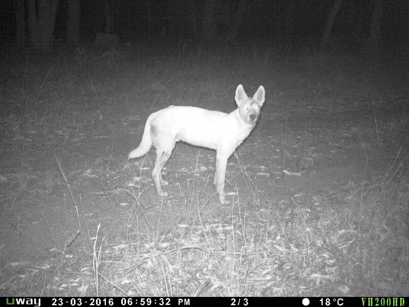 T & C Wild Dog and Feral Pest Control - Cover photo