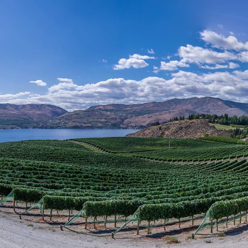 Teehouse Wine Tours - Logo