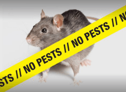 termite control gurugram - Logo