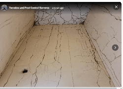 Termites and Pest Control Services - Logo