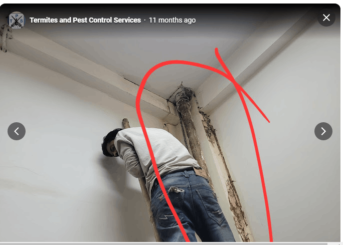 Termites and Pest Control Services - Cover photo