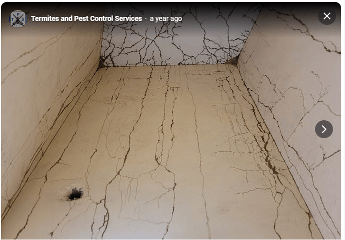 Termites and Pest Control Services - Cover photo