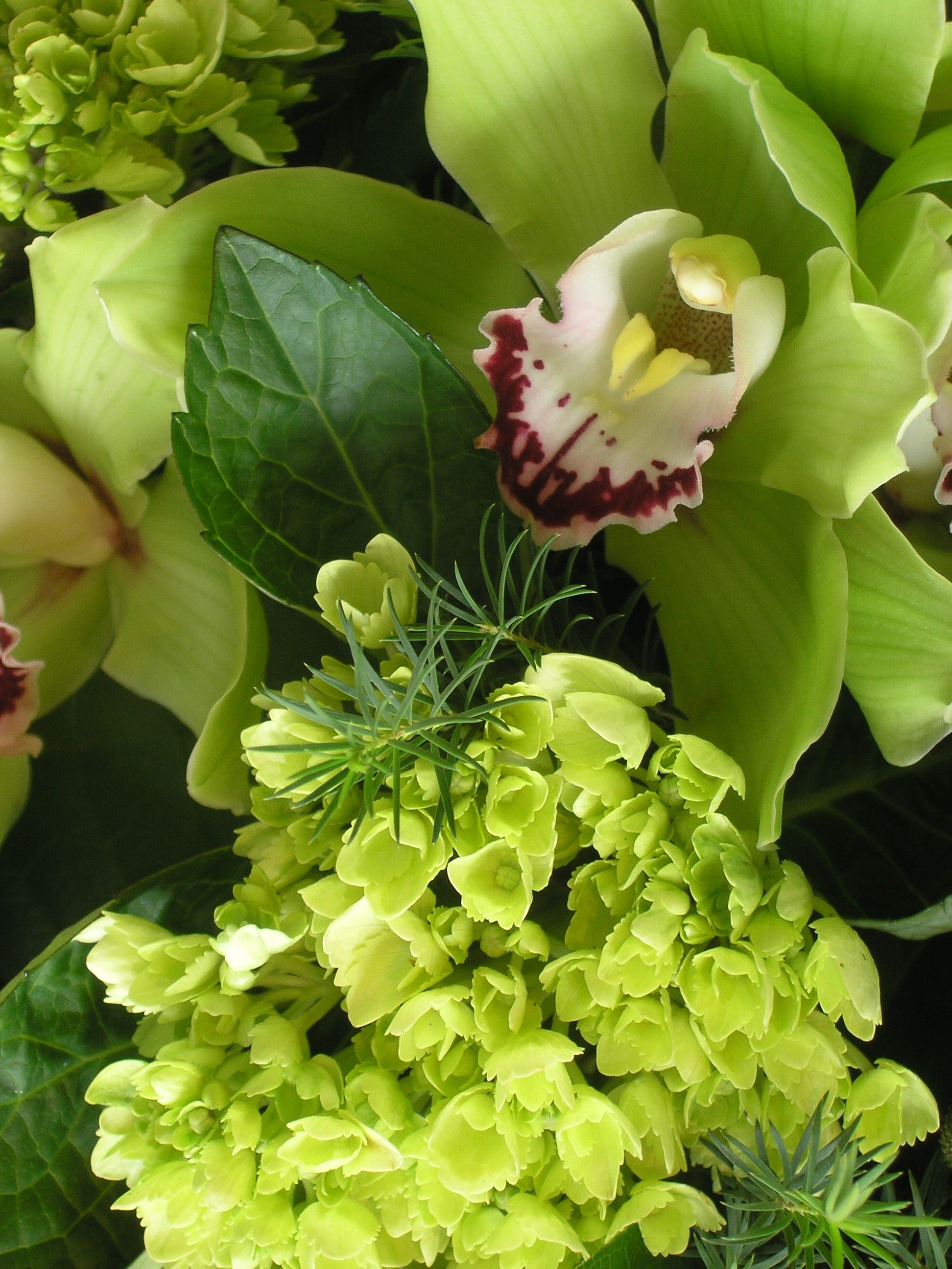 Terrain Flowers - Logo
