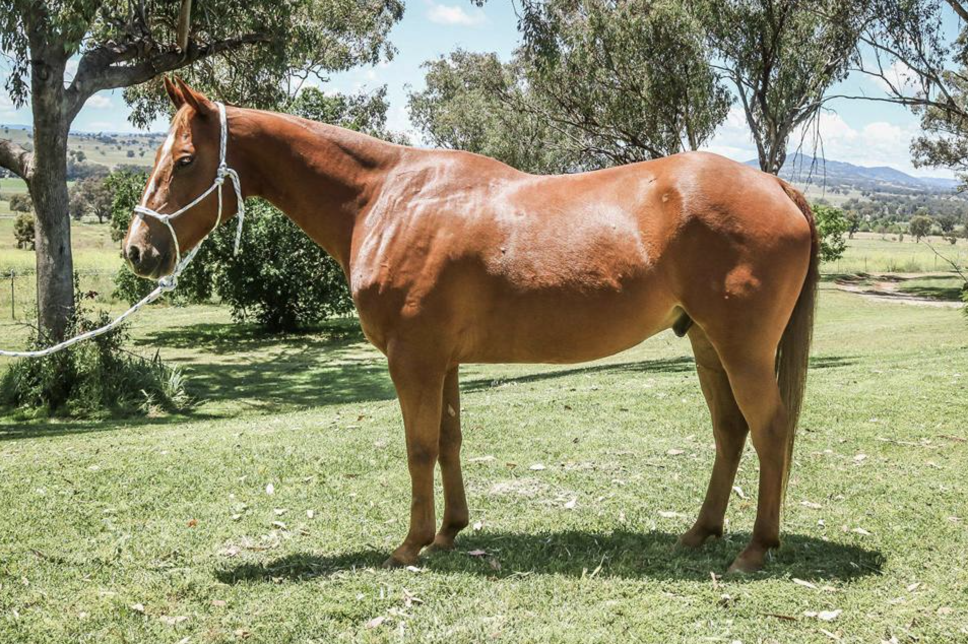 Texas Star Performance Horses - Cover photo