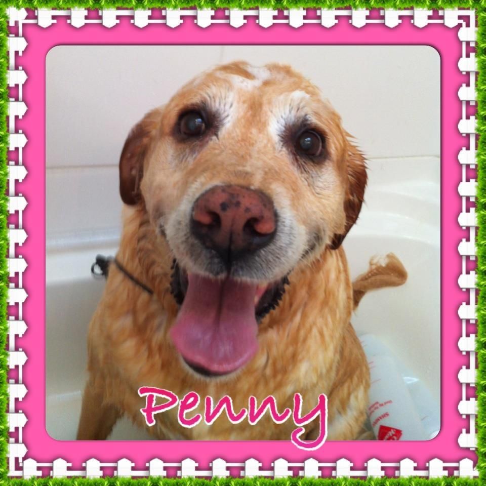 That&s;s One Happy Dog! - Cover photo