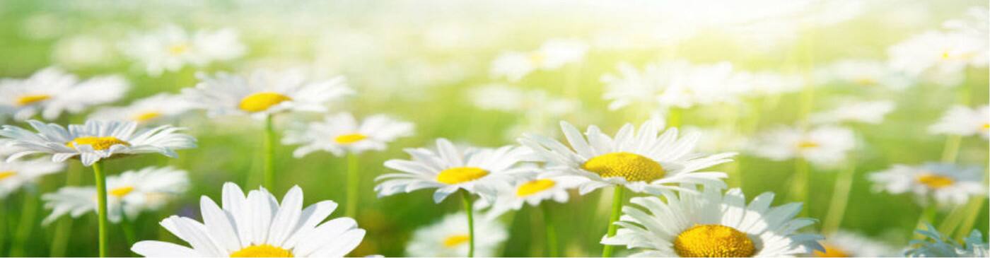 The Allergy Naturopath - Logo