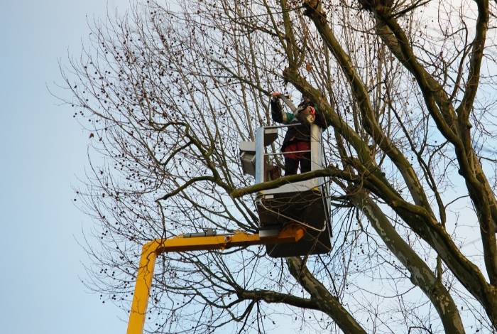 The Arborist Experts Tree Removal Canberra - Logo