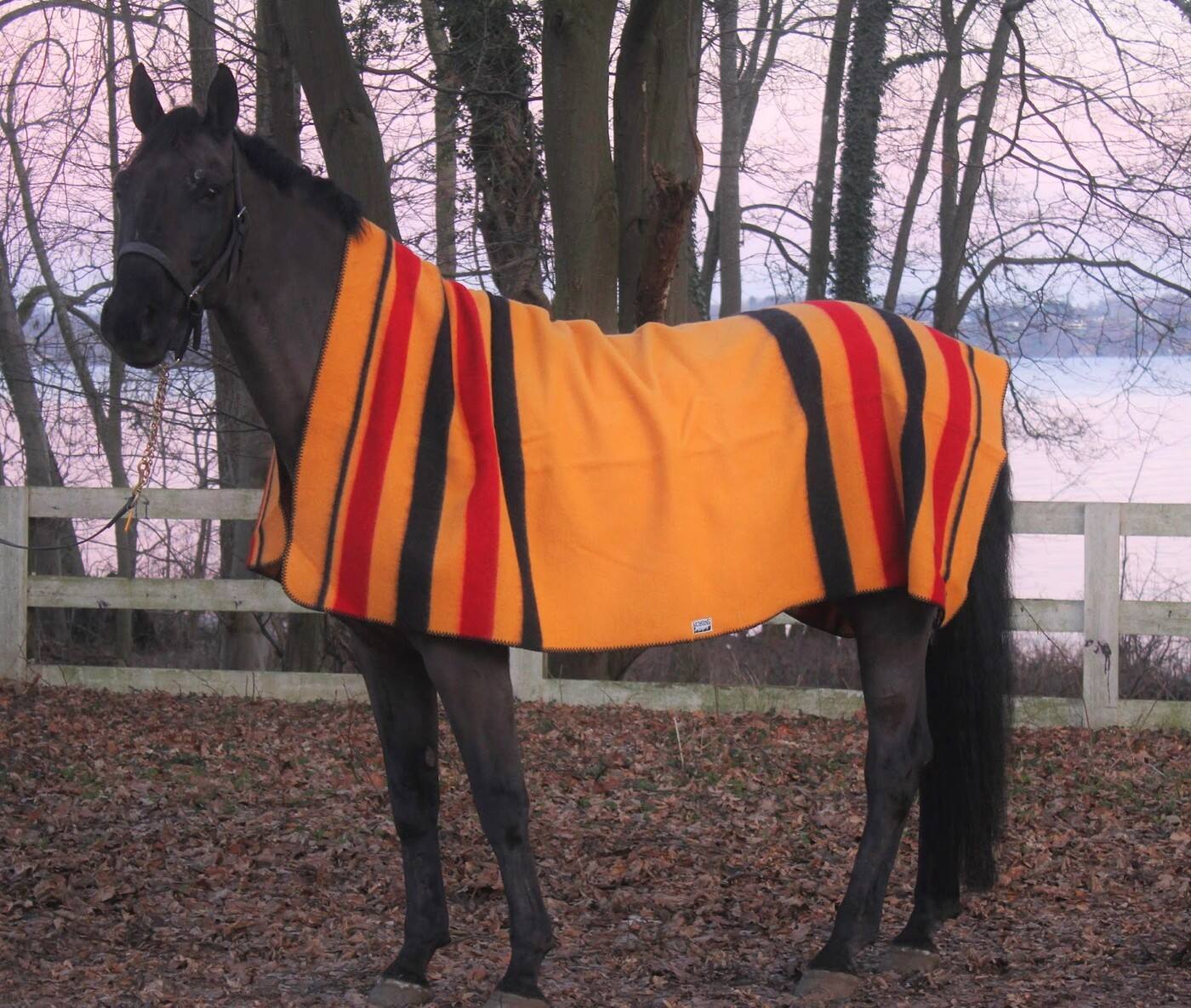 The Horse Laundry - Cover photo