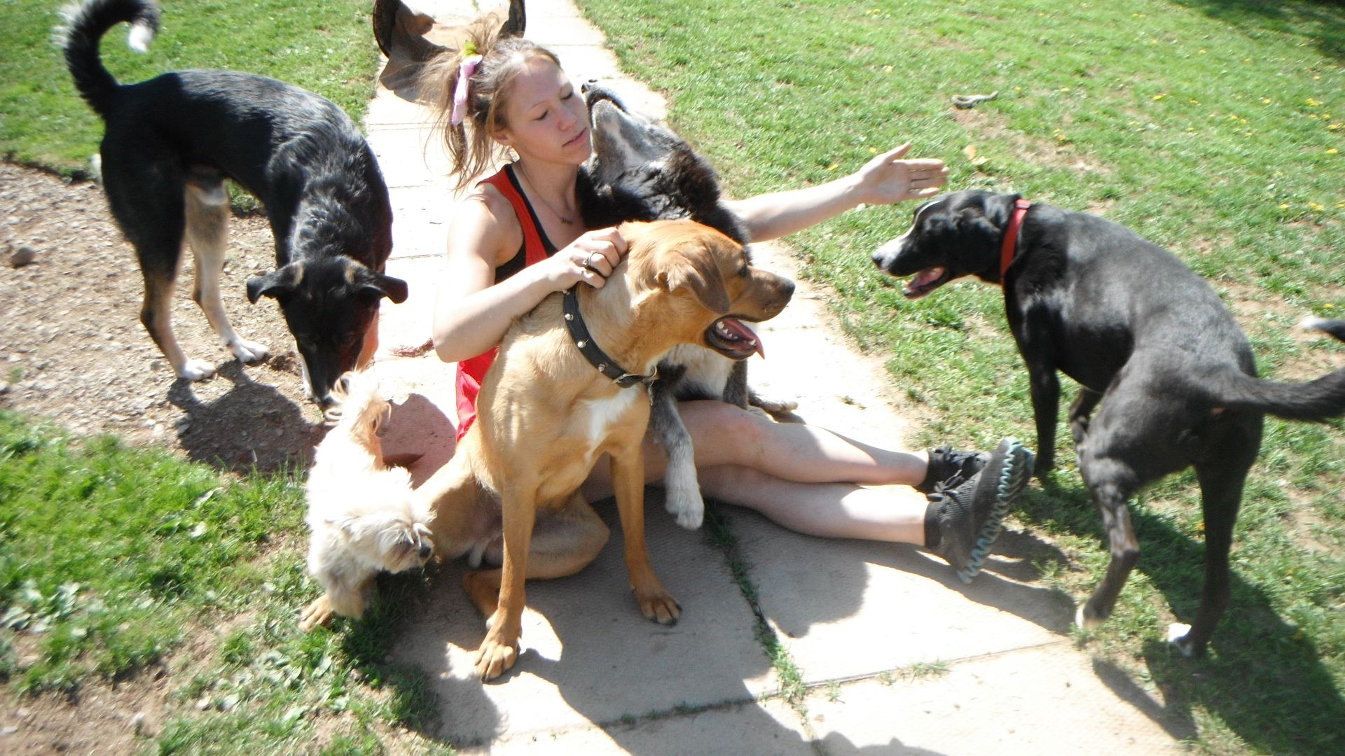 The In-Paws - Logo