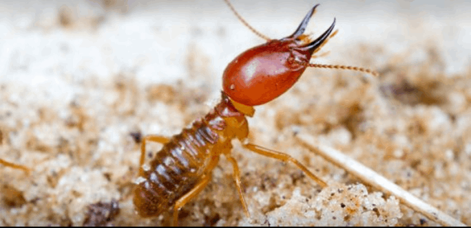 The Lizard Pest Control - Cover photo