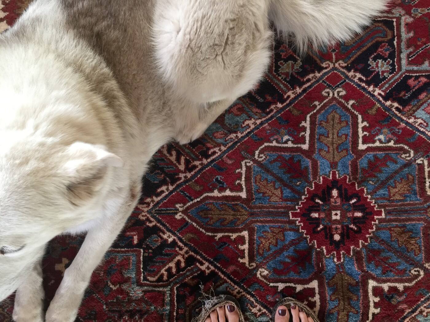 The Oriental Rug - Cover photo