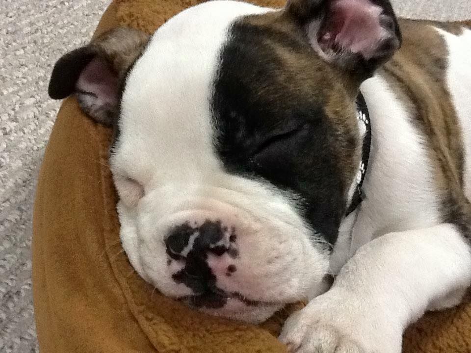 The Paw Pack - Logo